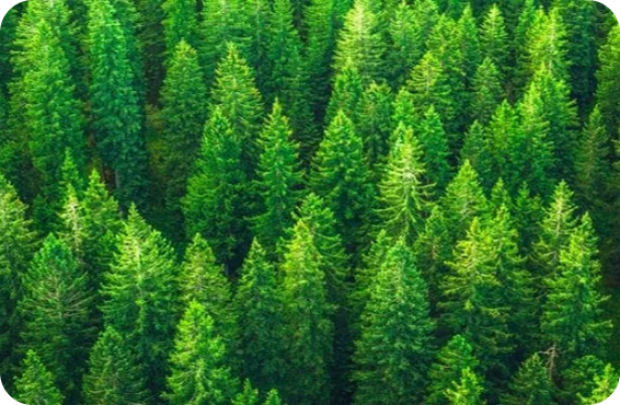 Aerial view of a dense, vibrant green forest with tall pine trees closely packed together.